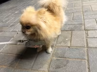 🐶 Satılır – Çox Şirin Dişi Pomeranian (Spitz) 🐶 2 yaşlı, dişi, çox — عکس 5