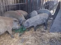 Scrofa, Мангалица — foto 2