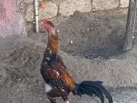 Chickens — عکس 3