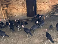 Turkeys — foto 1