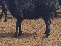 ცხვარი, Edilbay sheep — ფოტო 1