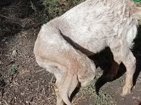 Billy Goat, Goats — photo 1