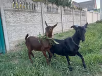 Ziegenbock, Murcia-Granada goats — Foto 4