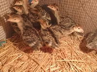 Turkeys — புகைப்படம் 1