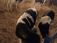 Toro, Russian Black pied cattle — foto 4