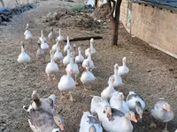 Geese — الصورة 2