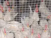 Chickens — Foto 1