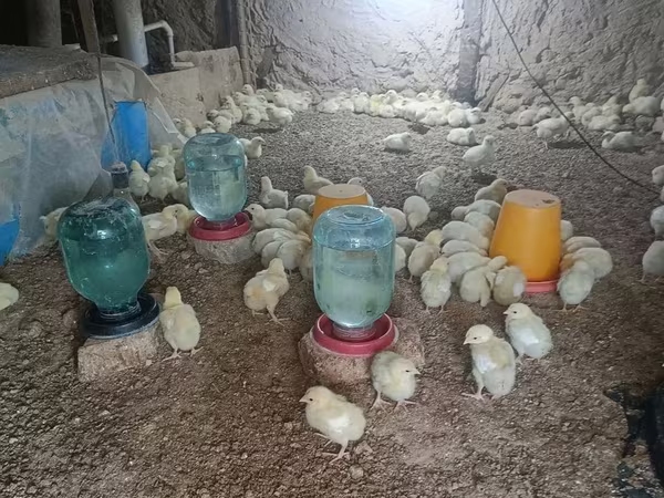 Chickens