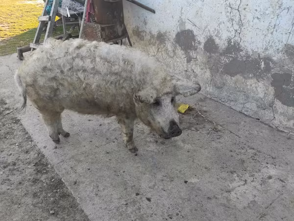 Արու խոզ,  — Մոլդովա