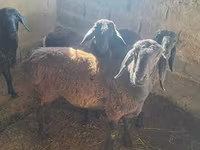 Ido, Sheep — sawirka 6