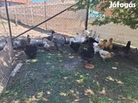 Chickens — zdjęcie 8