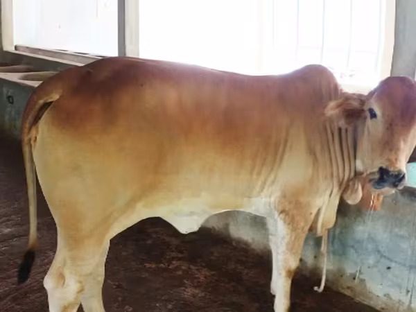 Cow, Buffalo — Bangladesh