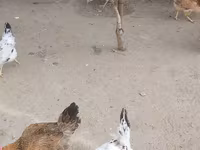 نورث هالند بلو — عکس 8