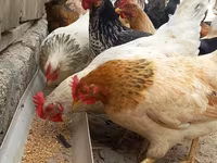 Chickens — 사진 1