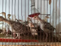 Turkeys — 2. fotó