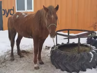 Iapă, Kazakh horse — foto 2