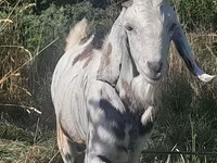 بکرا, Nubian Goat — تصویر 2