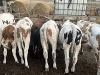 Bik, Simmental cattle — fotografija 3