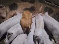หมูป่าตัวผู้, หมู — รูปภาพ 1