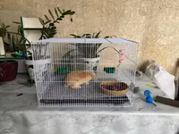 Клетка для кролика/грызуна с глубоким поддоном и решетчатым полом - — 1. fotó