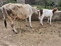 Sapi, Cattle — foto 8