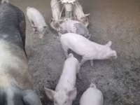 Prasata (šarže, pohlaví neuvedeno), Prasata — foto 2