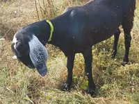 بکری, Nubian Goat — تصویر 4