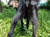 แพะตัวเมีย, Nubian Goat — รูปภาพ 1