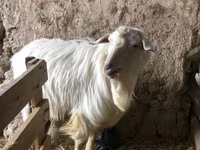 بز ماده, بز — عکس 4