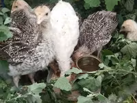 Turkeys — լուսանկար 1