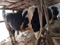 Bò đực, Gia súc — ảnh 5