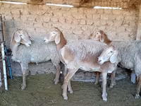 Schaf, Arashan sheep — Foto 1