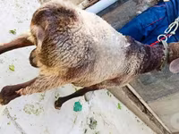 قوچ, Hissar sheep — عکس 2