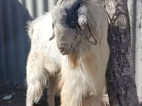 公山羊, Beetal goats — 照片 6