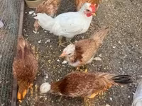 Chickens — புகைப்படம் 4