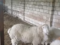 گاو نر, Russian Black pied cattle — عکس 2