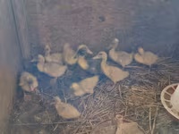 Ducks — 写真 2