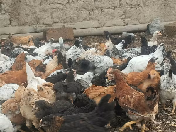 Chickens