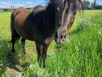 Cavalo, American shetland pony — foto 1