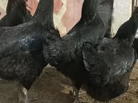 Chickens — zdjęcie 2