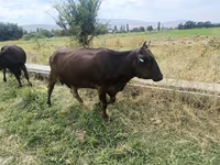 Krowa, Bydło — zdjęcie 4
