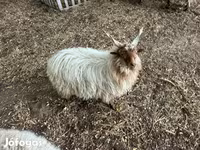 Widder, Racka sheep — Foto 2