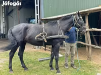 Cavallo, Nonius horse — foto 7