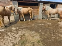 母马, Horses — 照片 5