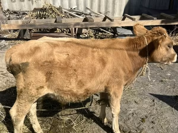 گاو و گوساله (گروه، جنسیت مشخص نشده), Swiss cattle — قرقیزستان
