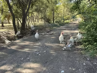 Turkeys — تصویر 2