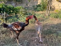 Chickens — foto 2