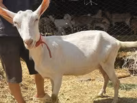 Kambing betina, Saanen goat — foto 1