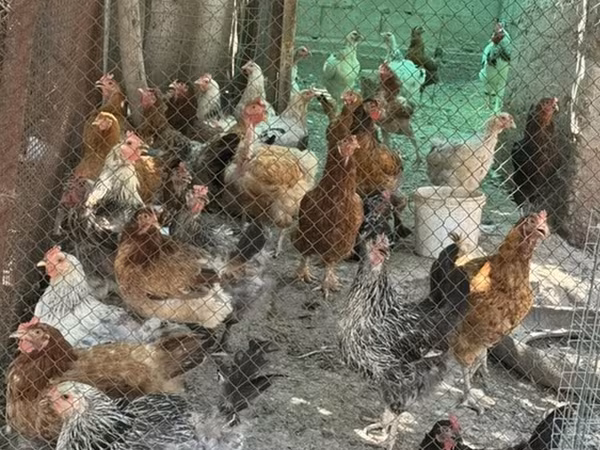 Chickens — Kyrgyzstan