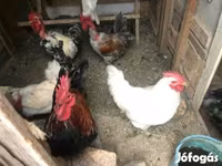 Chickens — sawirka 2